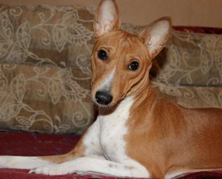 Басенджи Африканский молчун