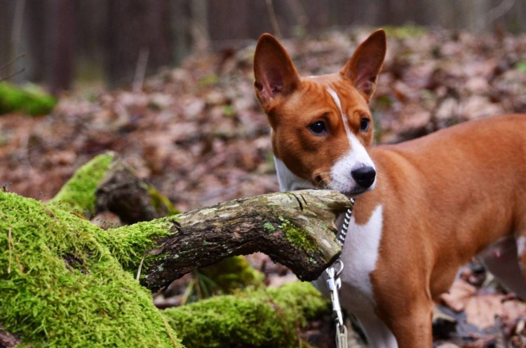 Стая басенджи