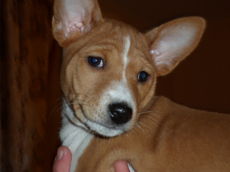 Собака молчун басенджи