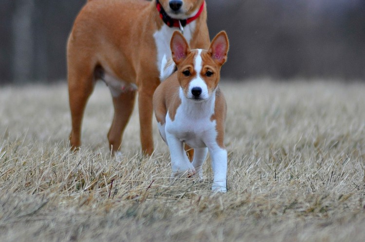 Порода собаки метис-дворняжка