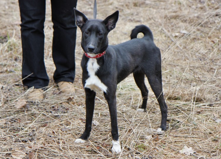 Метис басенджи