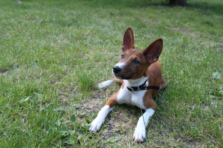 Басенджи Рассел