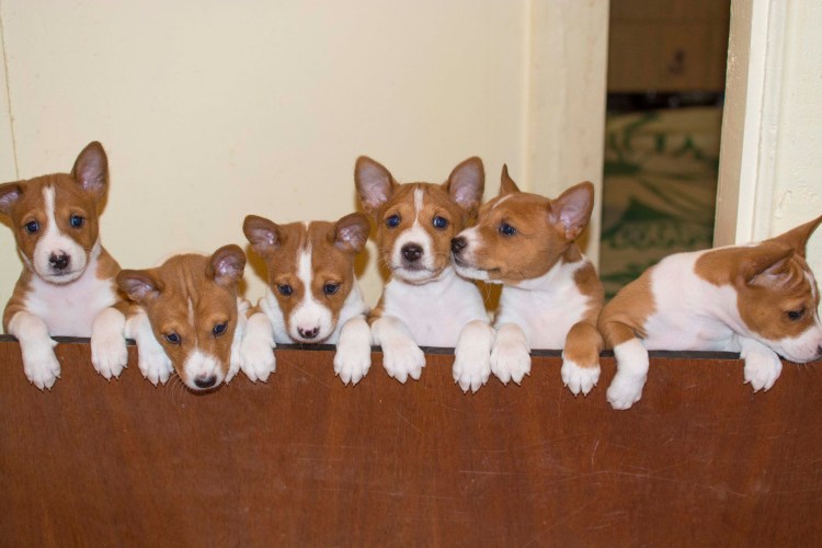 Метис басенджи