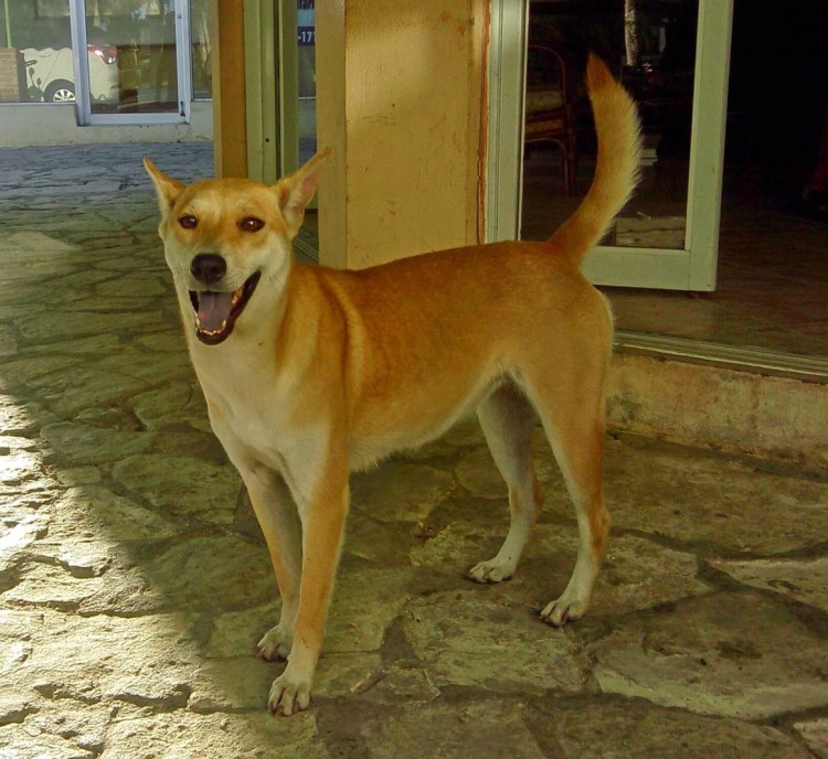 Басенджи тигровый