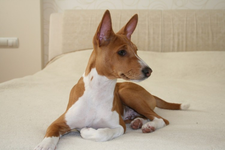 Канис Маджорис тиара басенджи