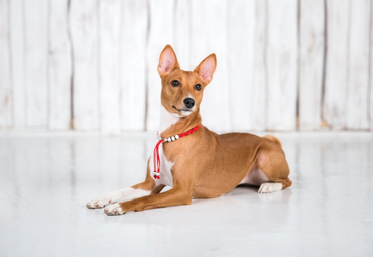 Метис басенджи и бигля