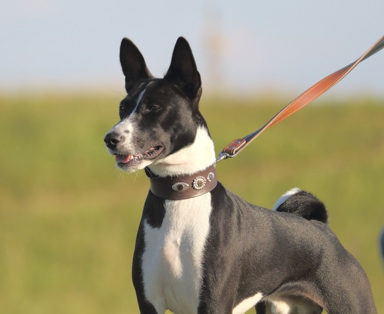 Тайский басенджи