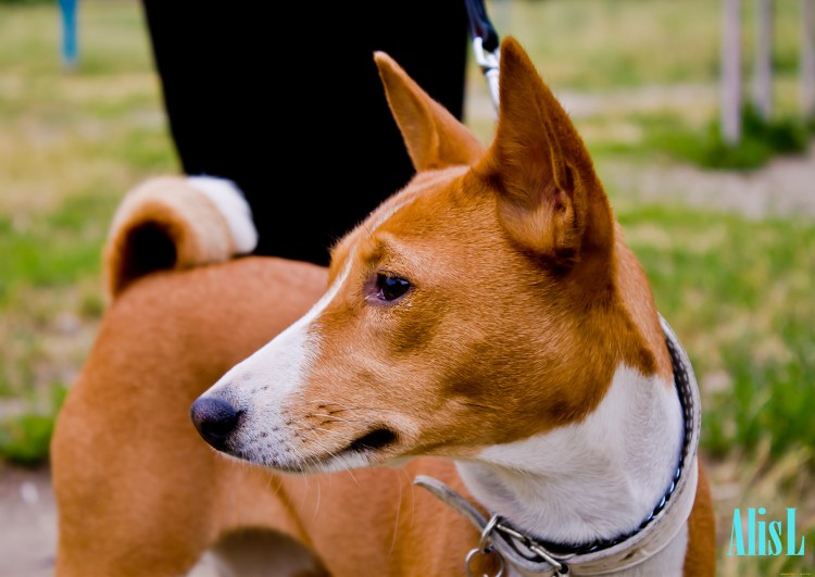 Лапа басенджи