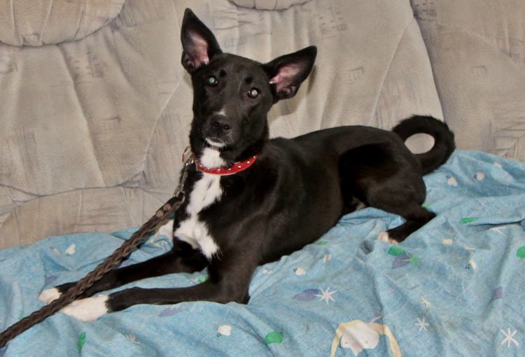 Басенджи Рассел