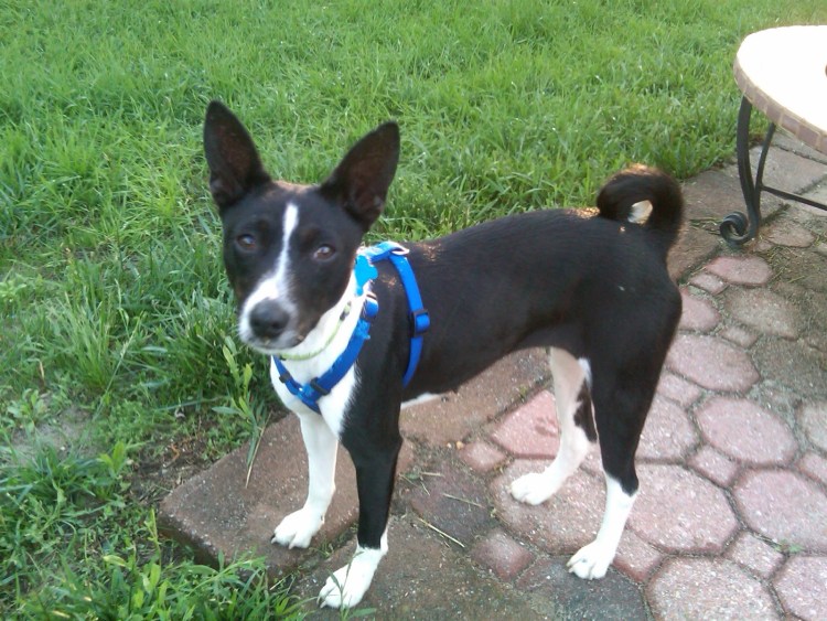 Басенджи черный