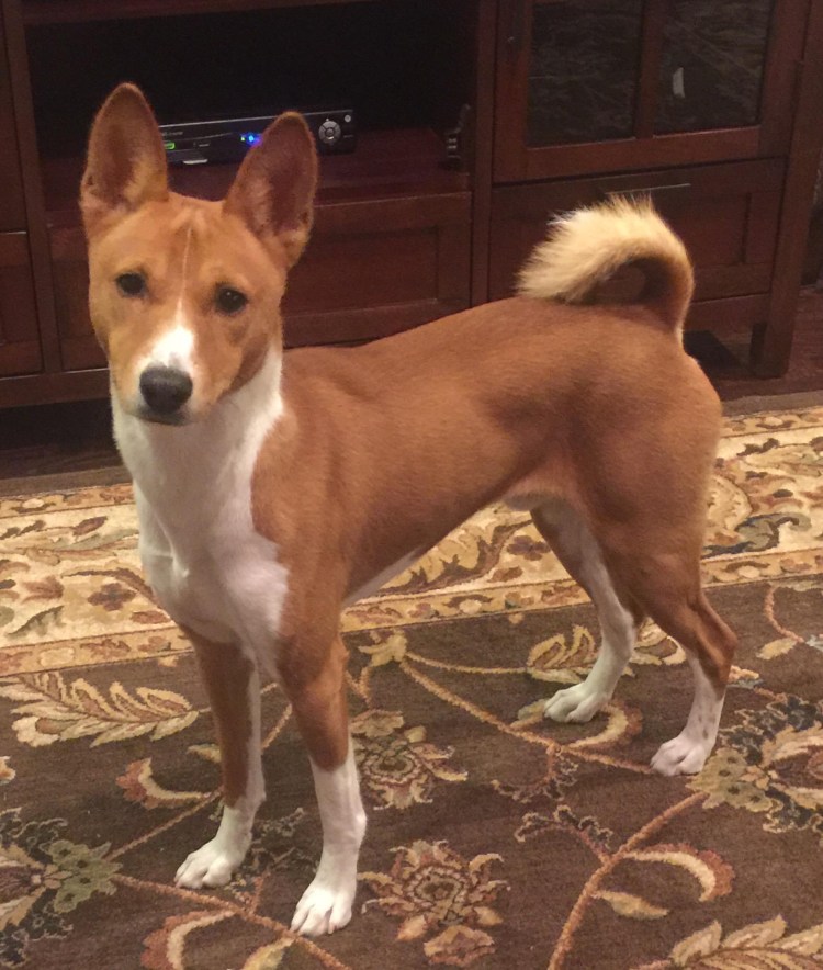 Бигль и басенджи