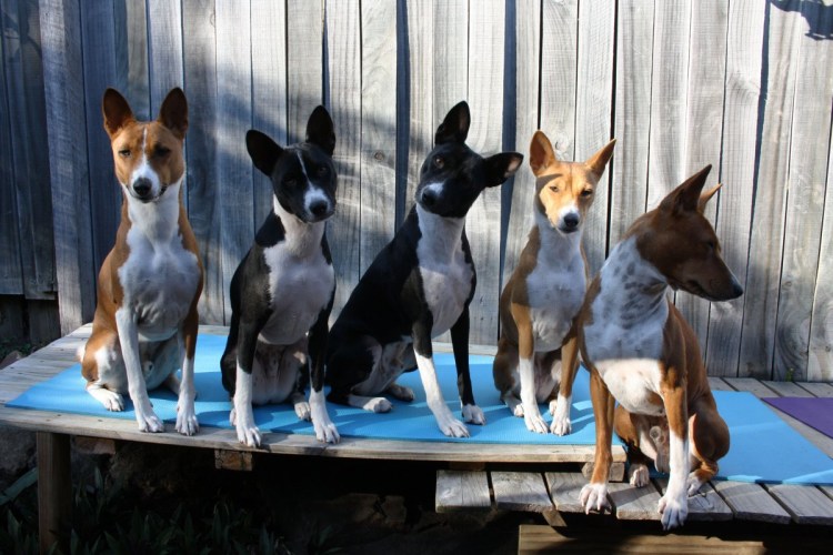 Порода собак басенджи