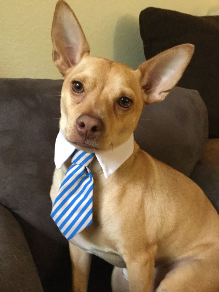 Метис папийона и басенджи