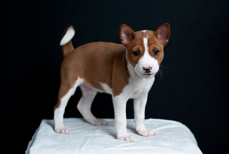 Басенджи и чихуахуа фото