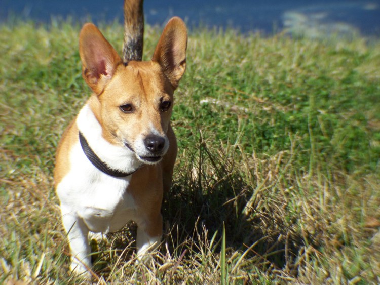 Басенджи и Джек Рассел