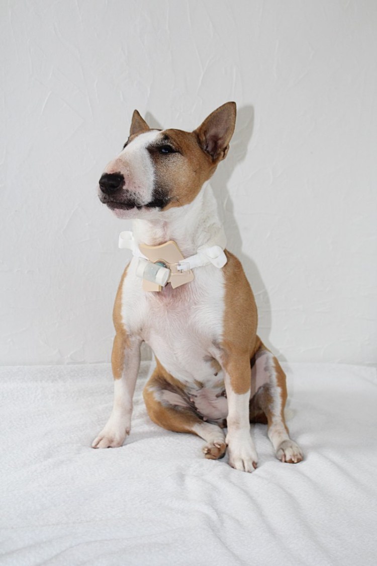 Метис басенджи