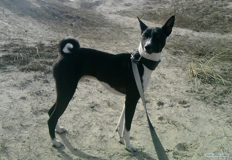 Басенджи спереди стоя