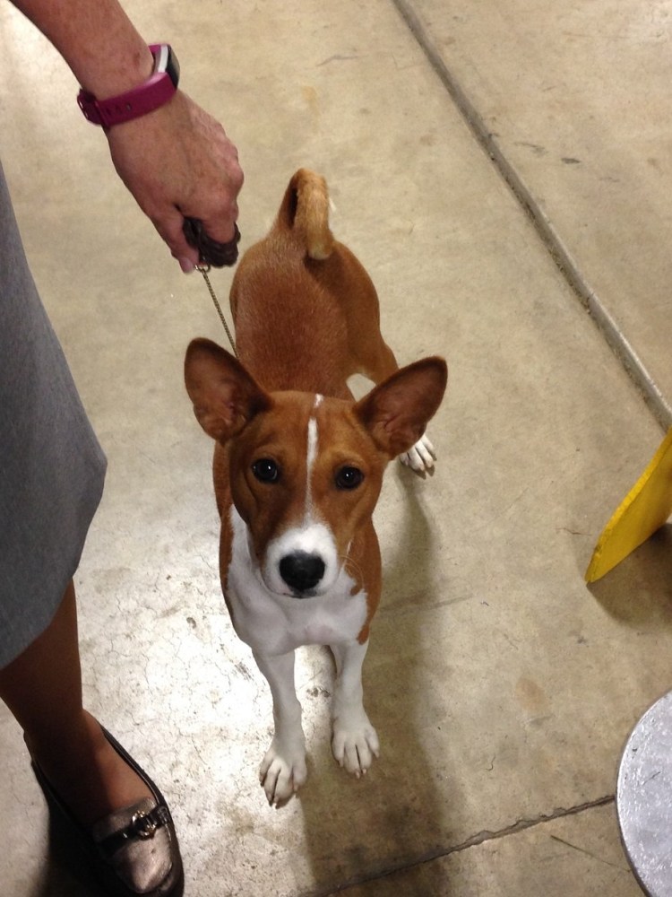 Басенджи черный