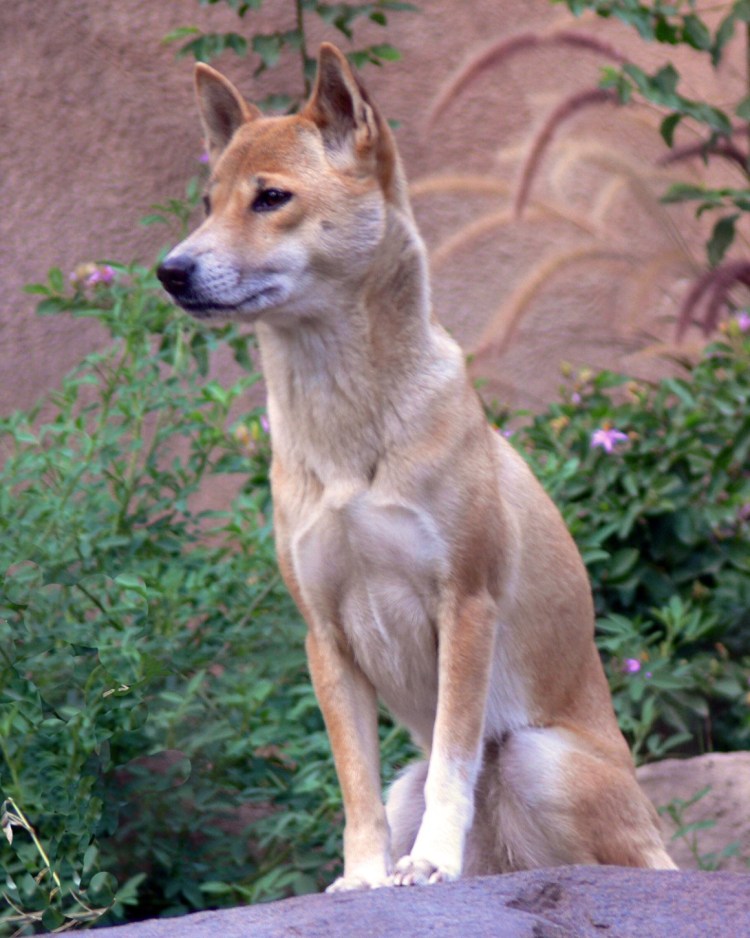 Басенджи Конго терьер