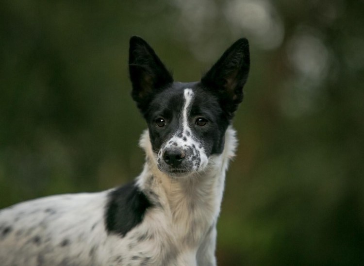 Сиба ину и басенджи