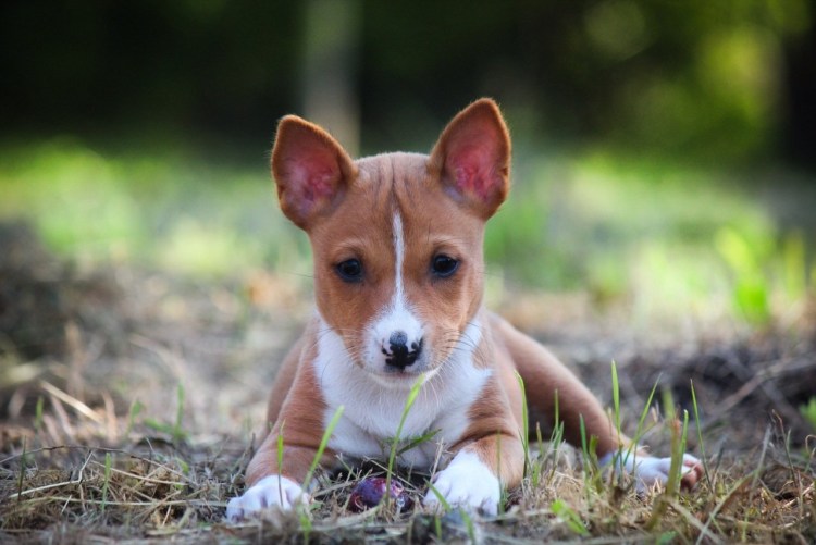 Басенджи на море