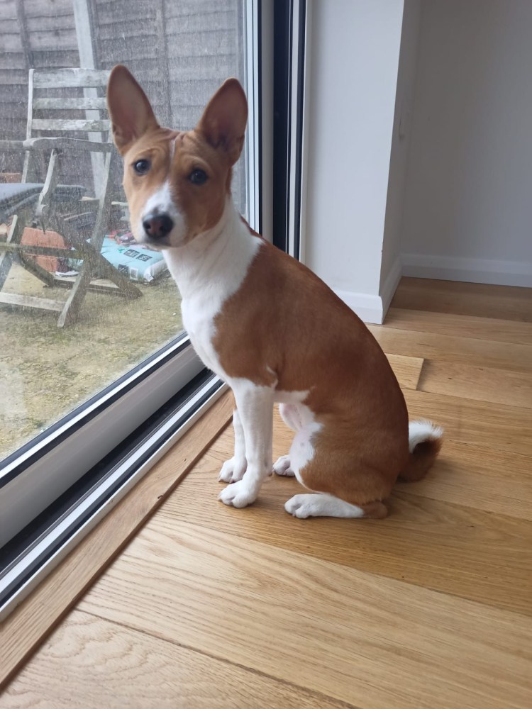 Африканская нелающая собака басенджи