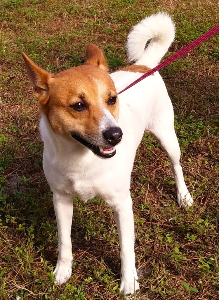 Метис Акита ину и сиба ину