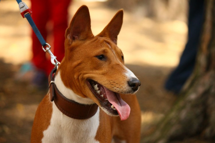 Метис басенджи