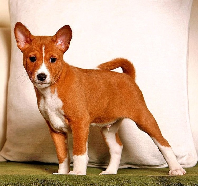 Басенджи щенки 1 месяц