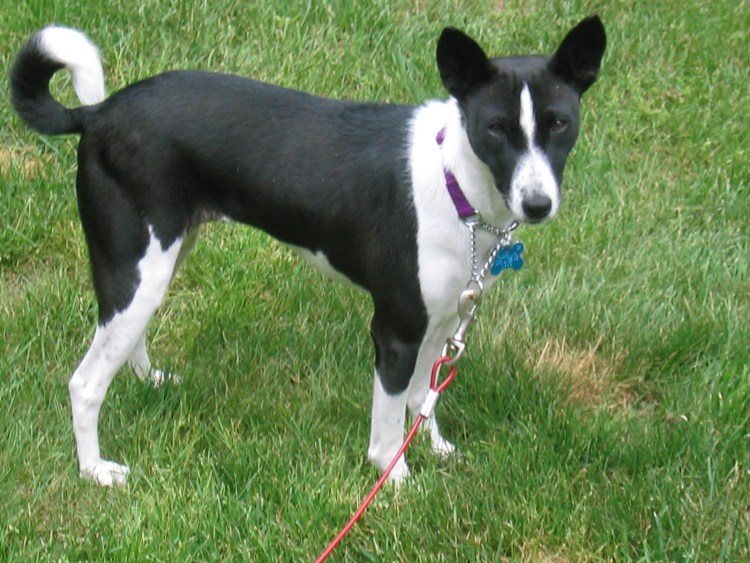 Басенджи и самоед