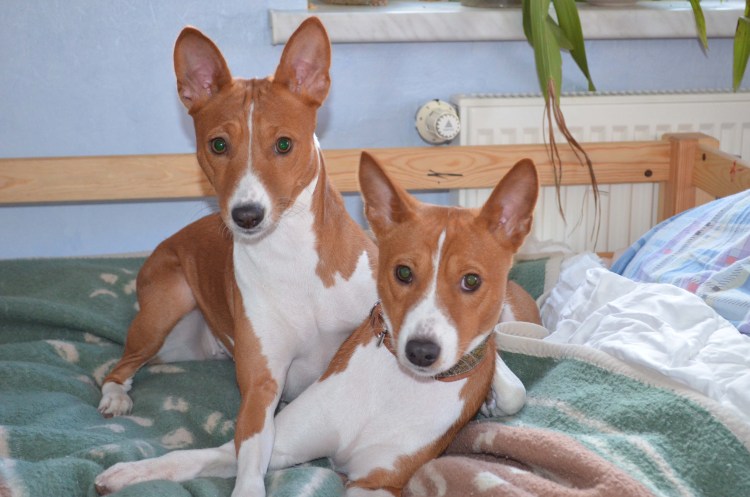 Африканская лайка басенджи