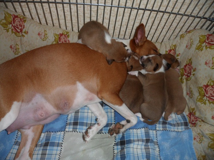 Смесь басенджи и Джек Рассел