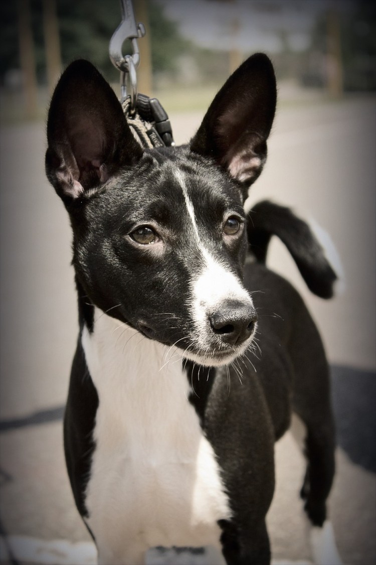 Метис басенджи и бультерьера