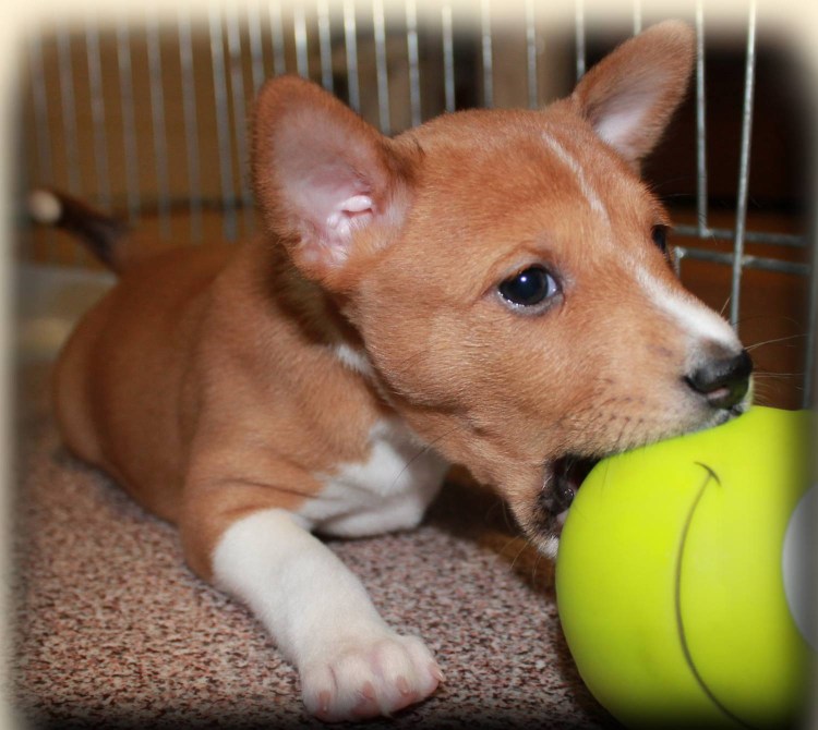 Басенджи черный дворняга