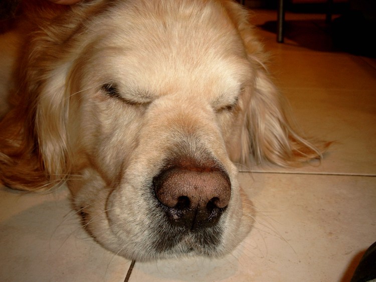 Симметричный гипотрихоз у собак