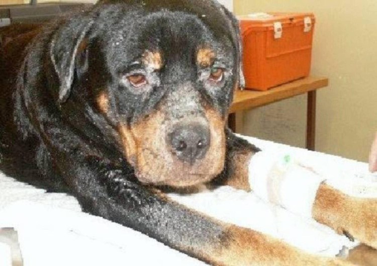 Околоушная слюнная железа собаки