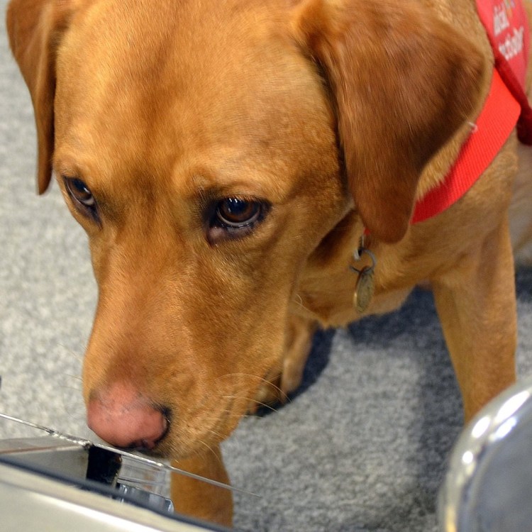 Синдром Аддисона у собак