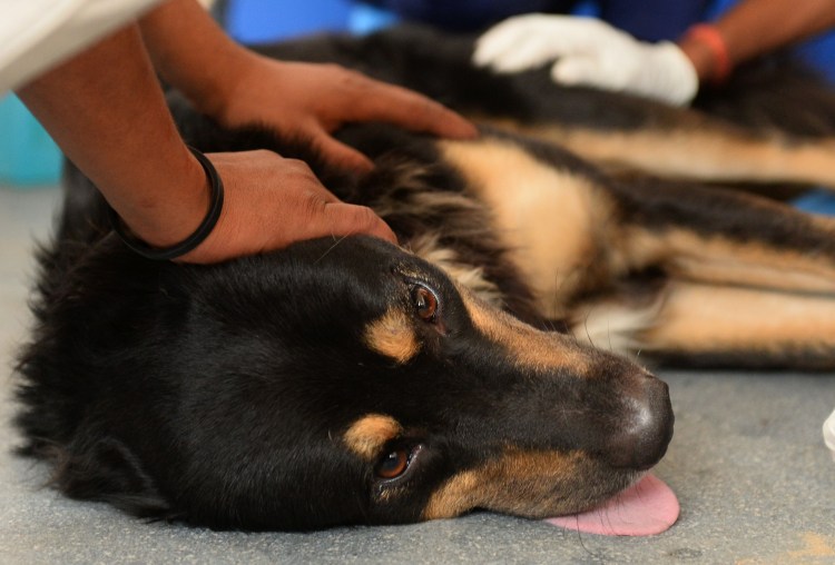 Отек почек у собак симптомы