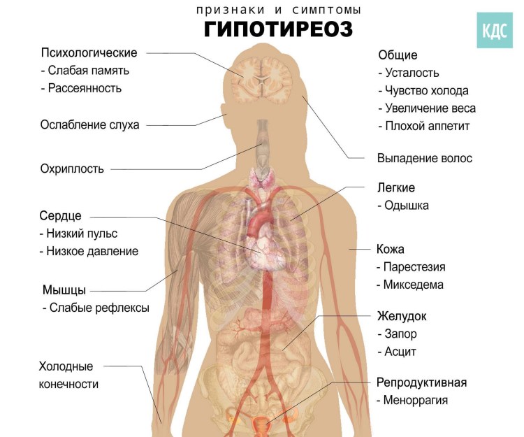 Гипотиреоз у собаки причины и лечение