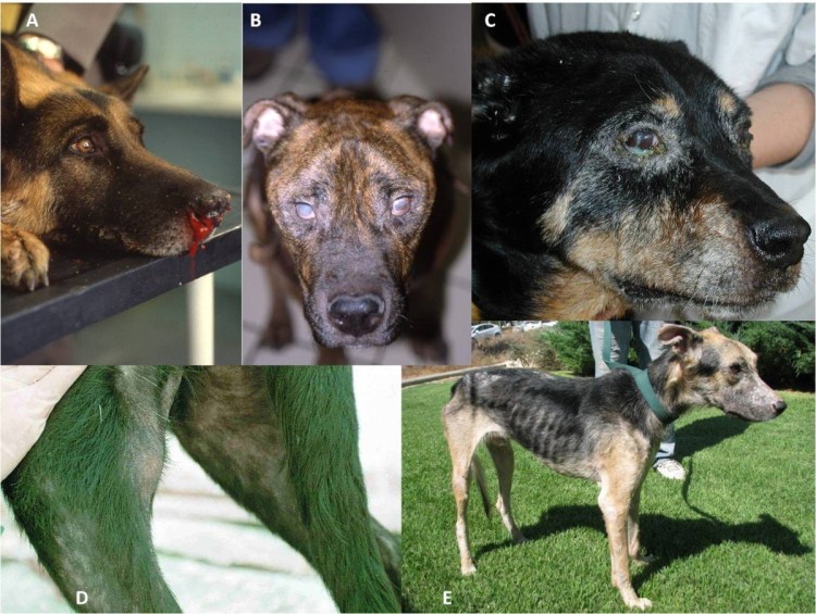 Кожно слизистый лейшманиоз