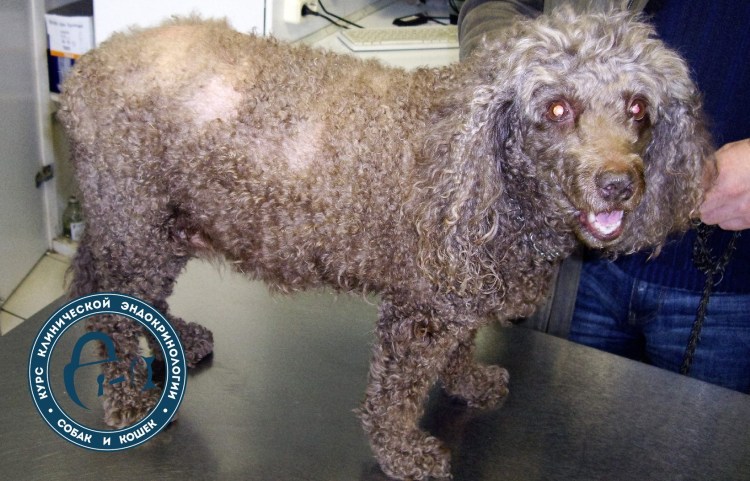 Гипотиреоз у собак симптомы