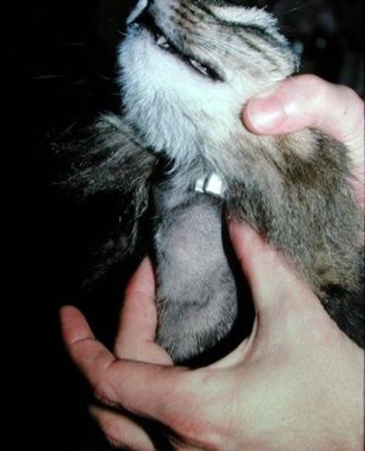 Гиперадренокортицизм у собак