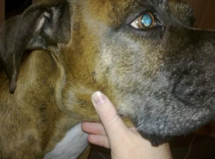 Болезни собак известные