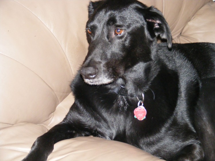 Содержание уличных собак с артритом