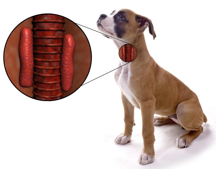 Щитовидная железа у собаки анатомия