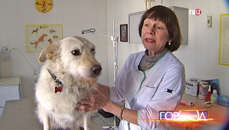 Синдром Кушинга у собак симптомы