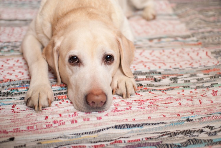 Вялость животных