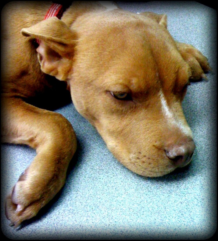 Тимус вилочковая железа у собак