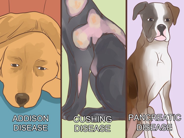 Таблетки для собак