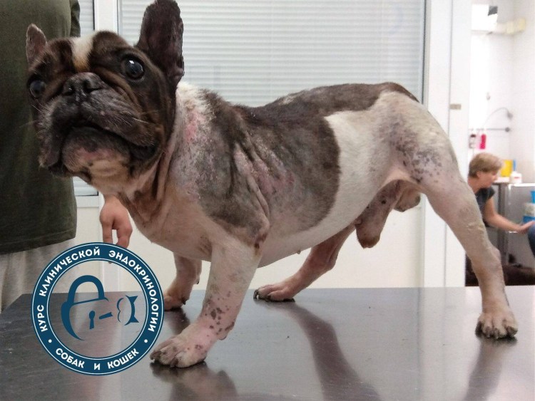 Гипофизарный гиперадренокортицизм